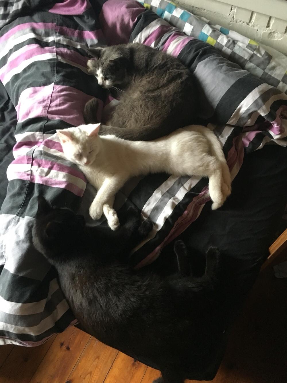 Huskat Poul billede 13