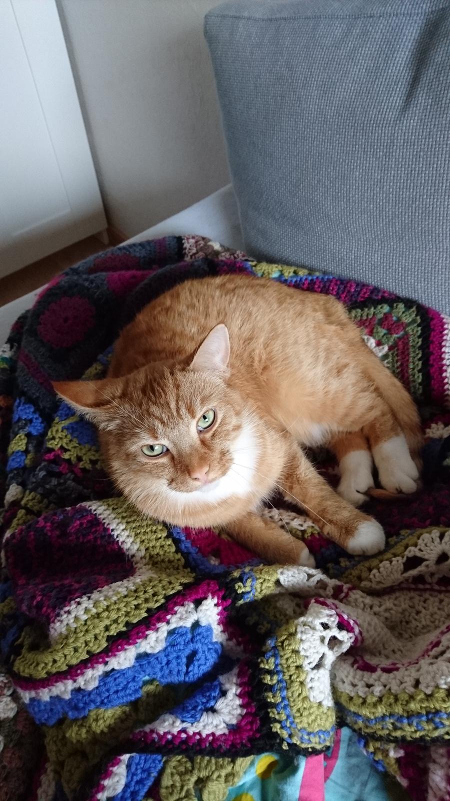 Huskat Cæsar billede 5