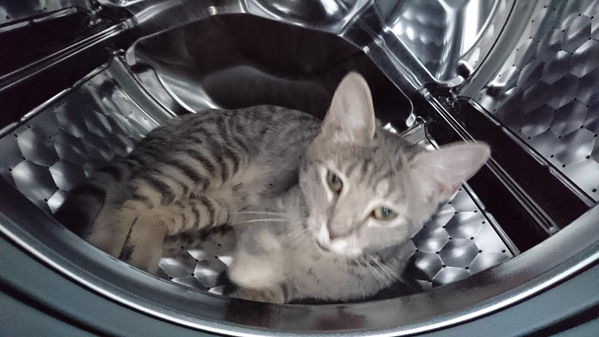 Huskat Alexandra billede 11