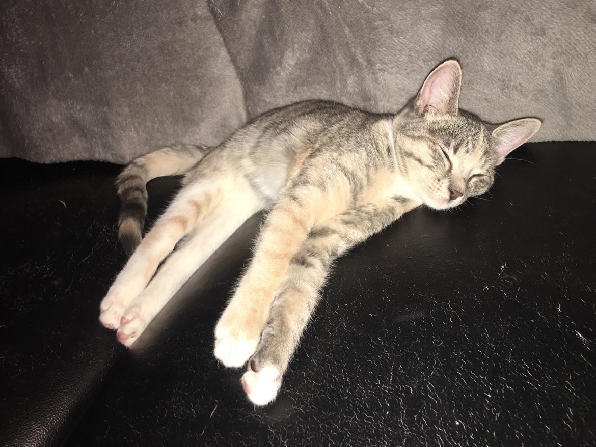 Blanding af racer Duddie billede 15