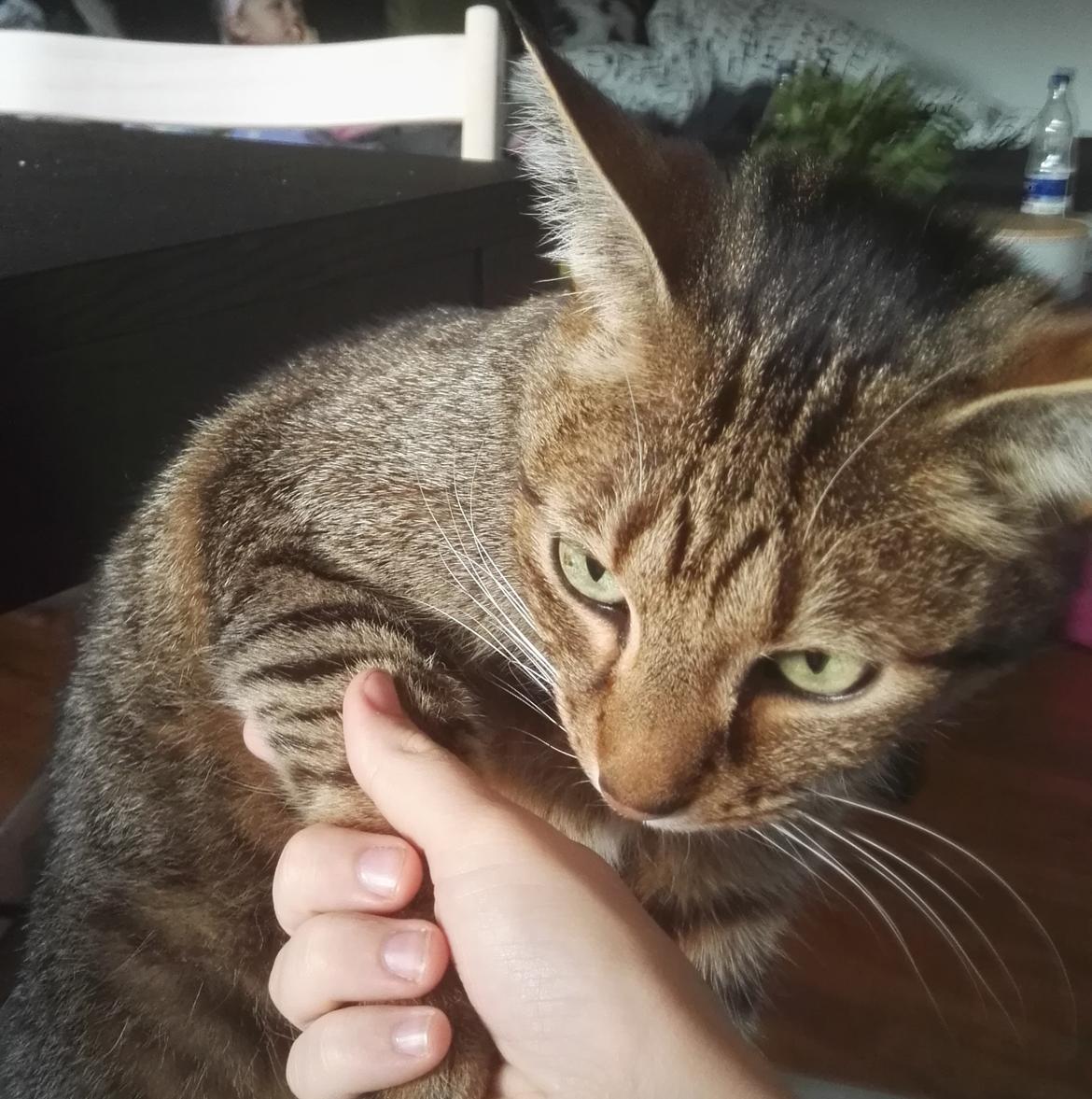 Blanding af racer Eddie R.I.P ;,( billede 13