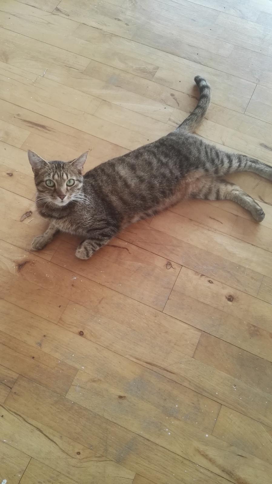 Blanding af racer Eddie R.I.P ;,( billede 7