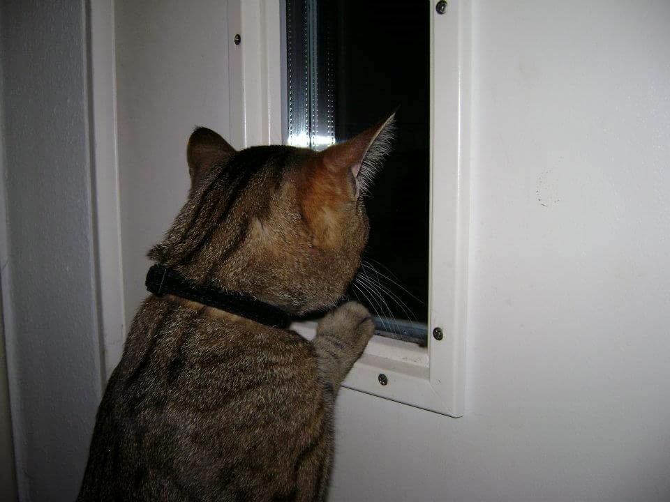 Blanding af racer Eddie R.I.P ;,( billede 16