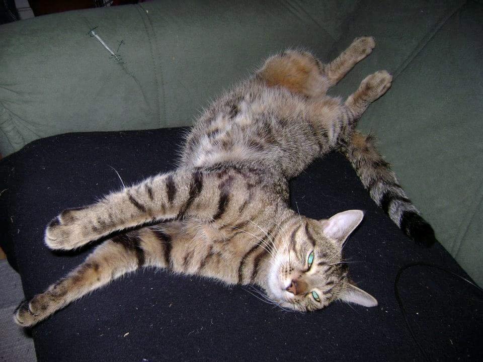 Blanding af racer Eddie R.I.P ;,( billede 17