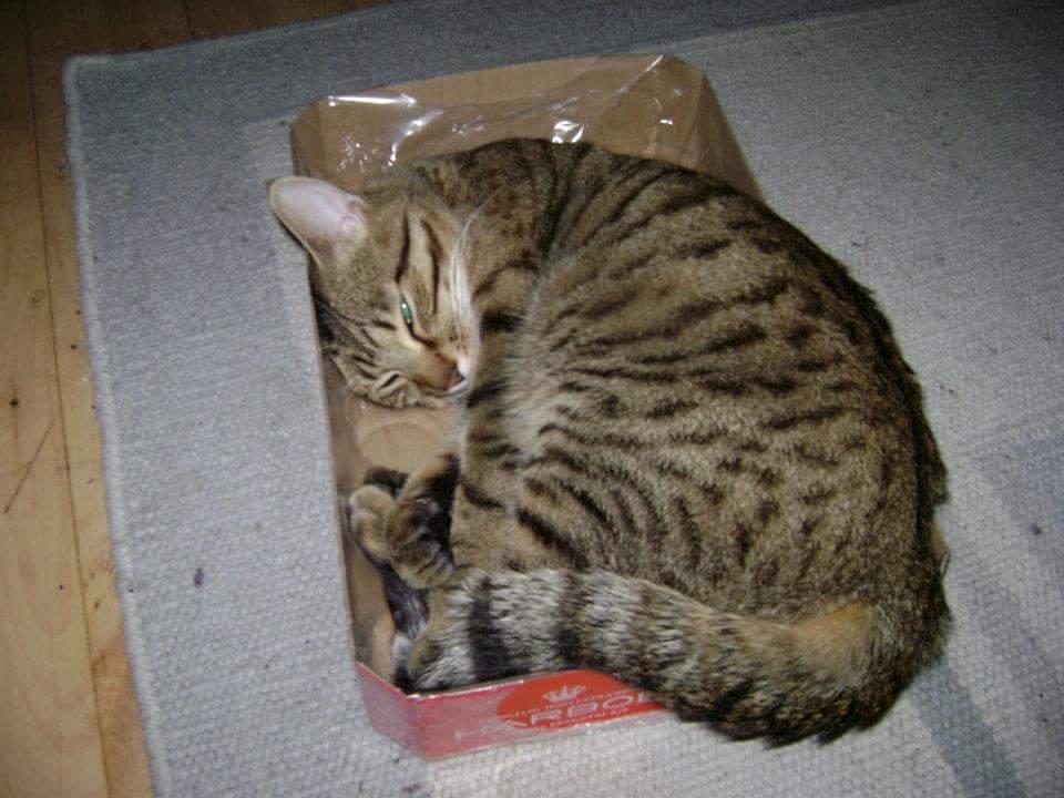 Blanding af racer Eddie R.I.P ;,( billede 18