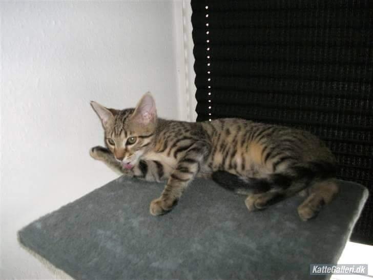 Blanding af racer Eddie R.I.P ;,( billede 22