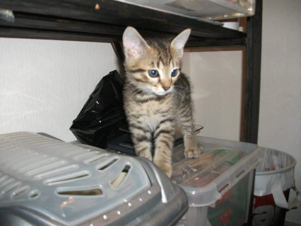 Blanding af racer Eddie R.I.P ;,( billede 21