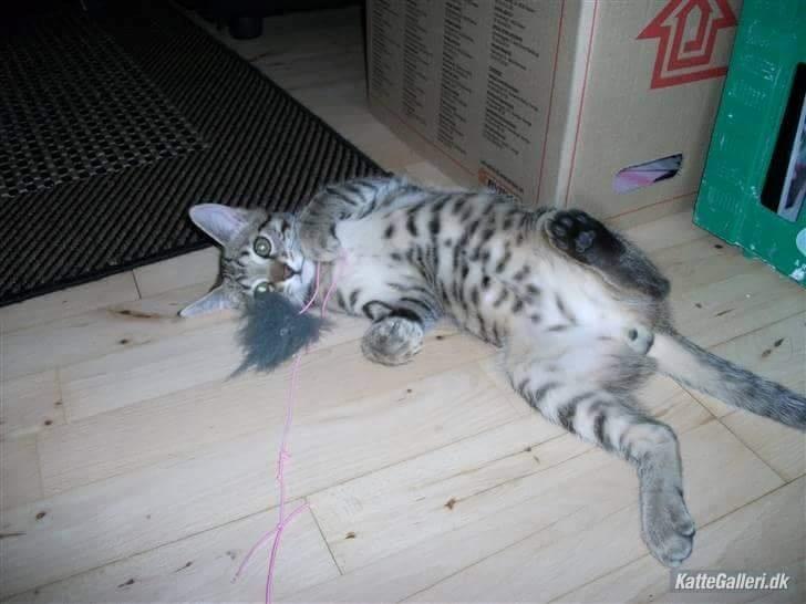 Blanding af racer Eddie R.I.P ;,( billede 20