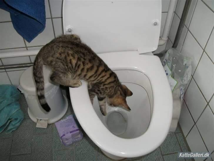 Blanding af racer Eddie R.I.P ;,( billede 19