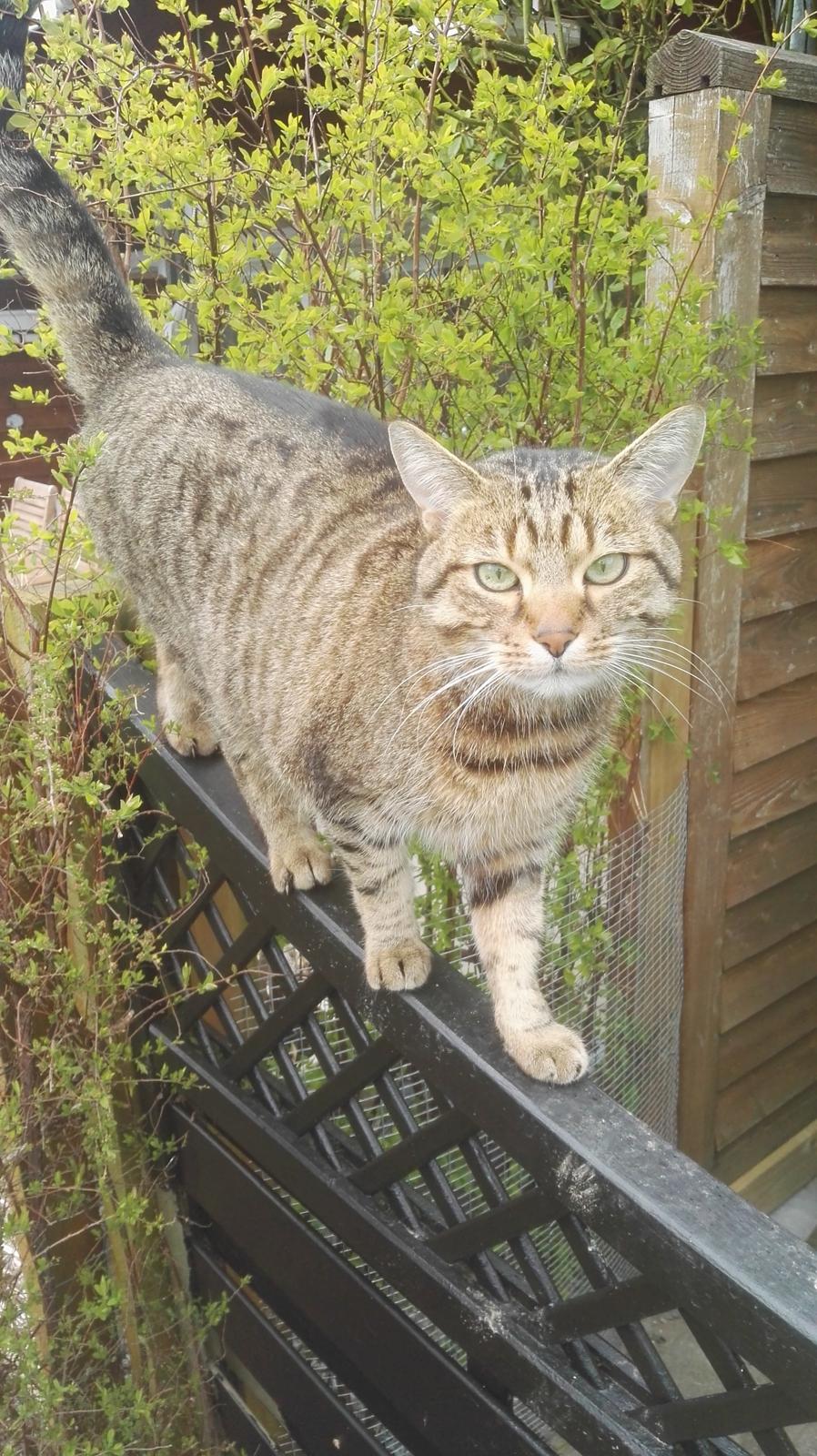 Blanding af racer Eddie R.I.P ;,( billede 9