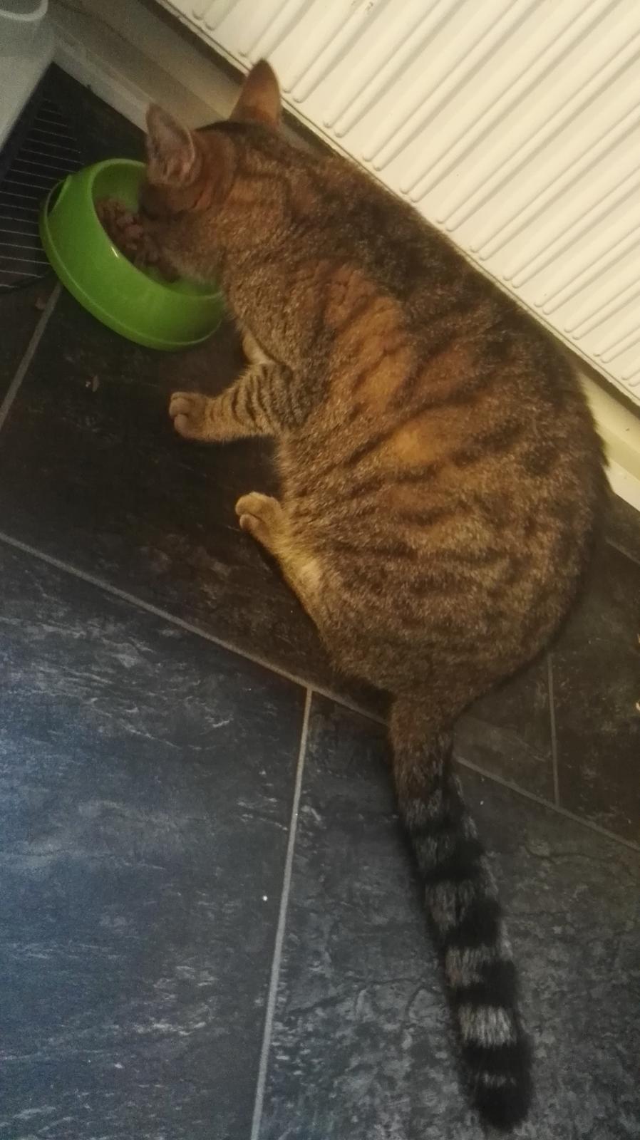 Blanding af racer Eddie R.I.P ;,( billede 14