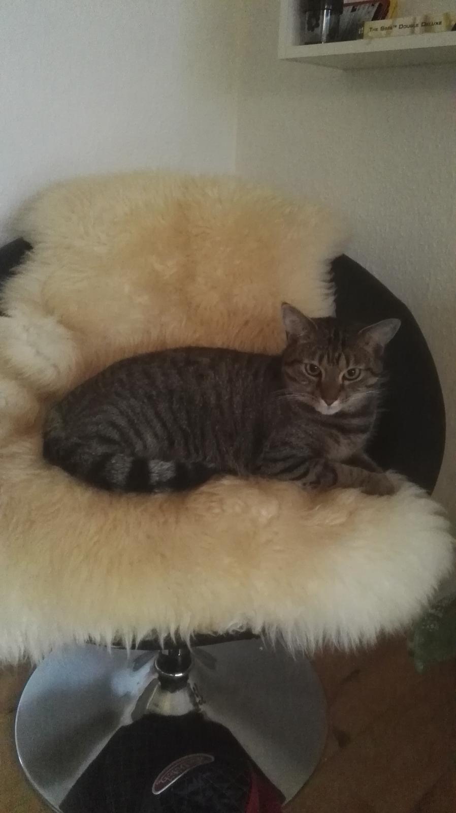 Blanding af racer Eddie R.I.P ;,( billede 8