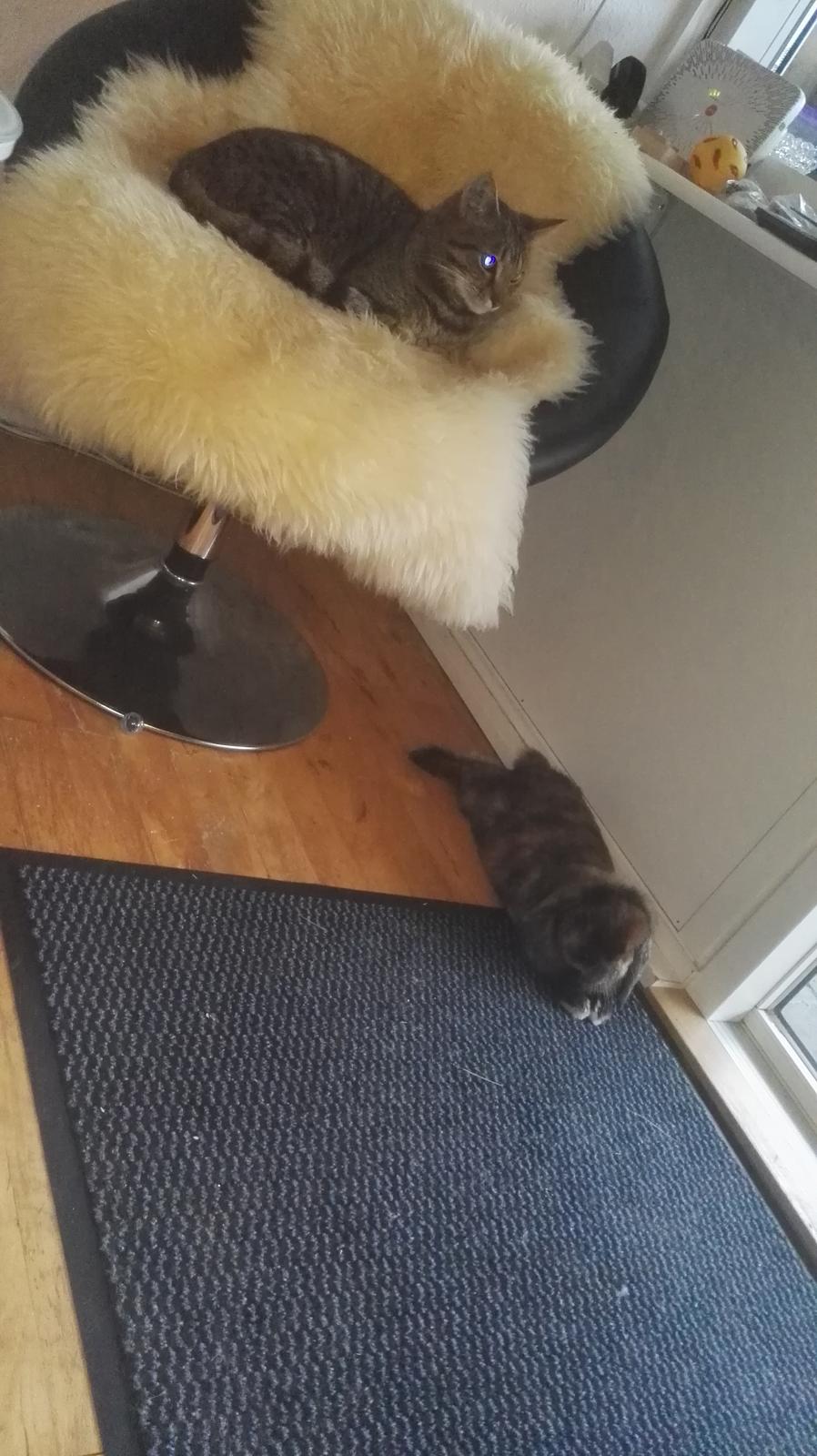 Blanding af racer Eddie R.I.P ;,( billede 10