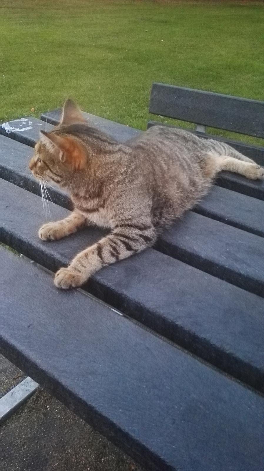 Blanding af racer Eddie R.I.P ;,( billede 12