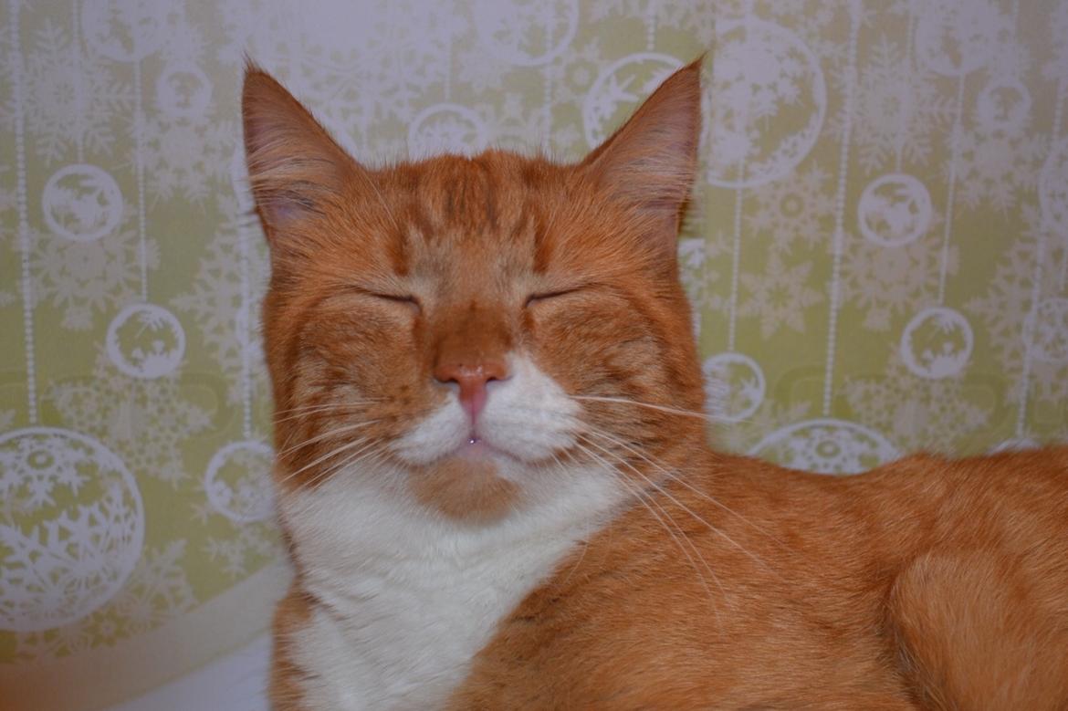 Huskat Bif billede 28