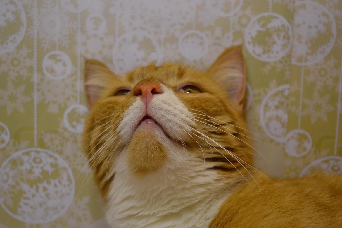 Huskat Bif billede 30