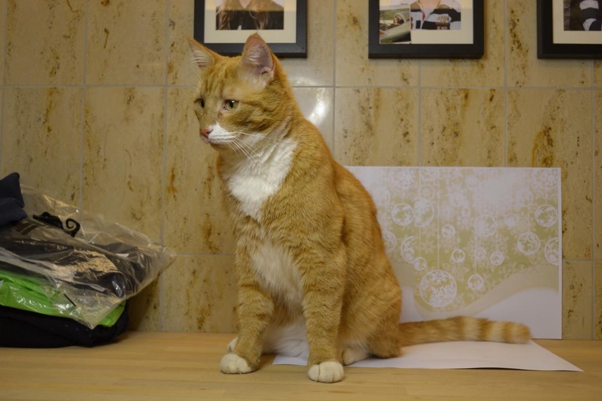 Huskat Bif billede 31