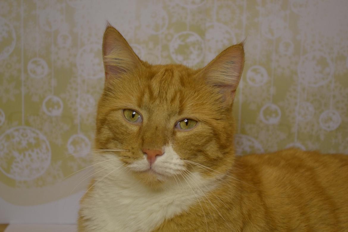 Huskat Bif billede 32