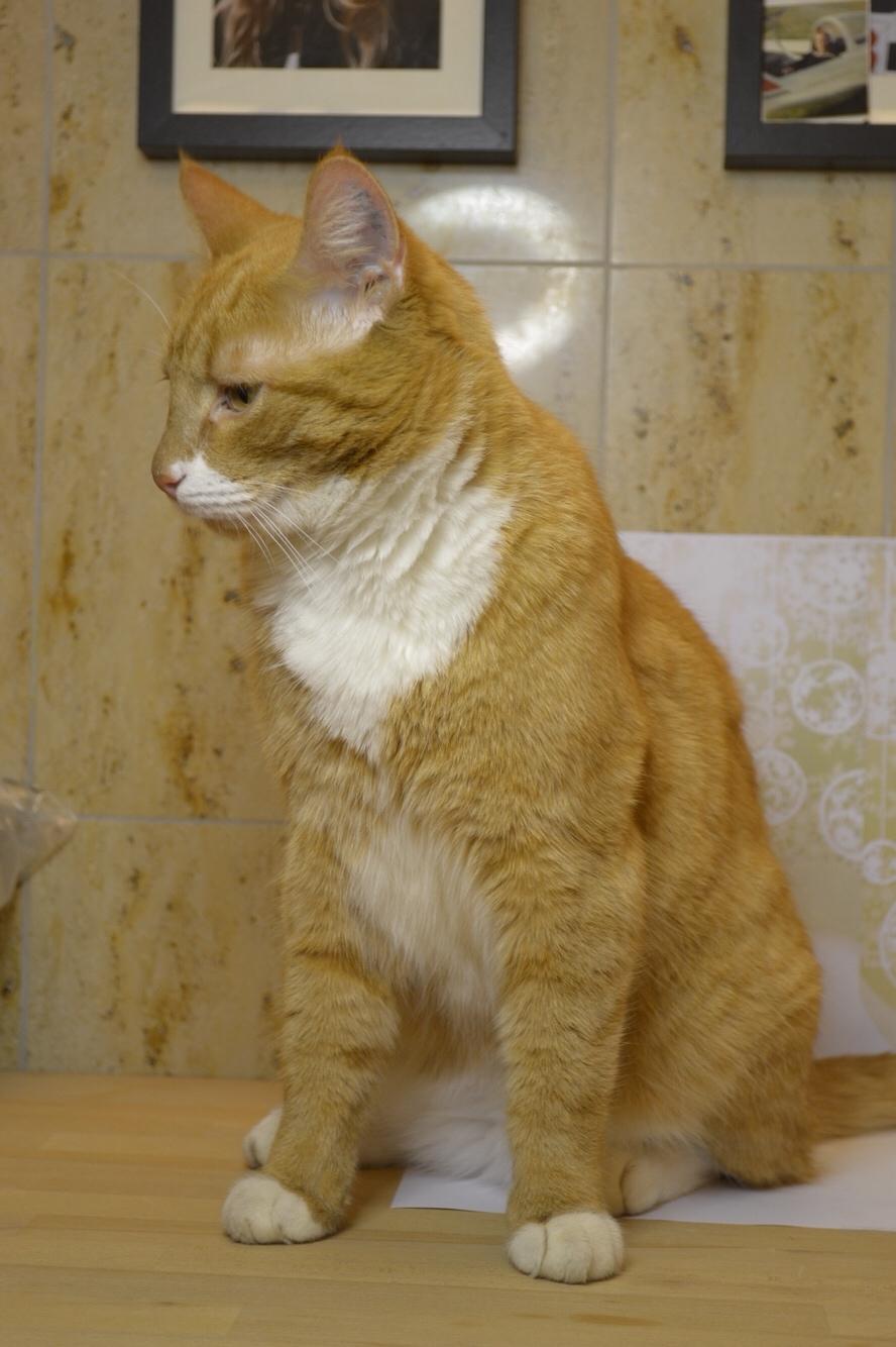 Huskat Bif billede 33