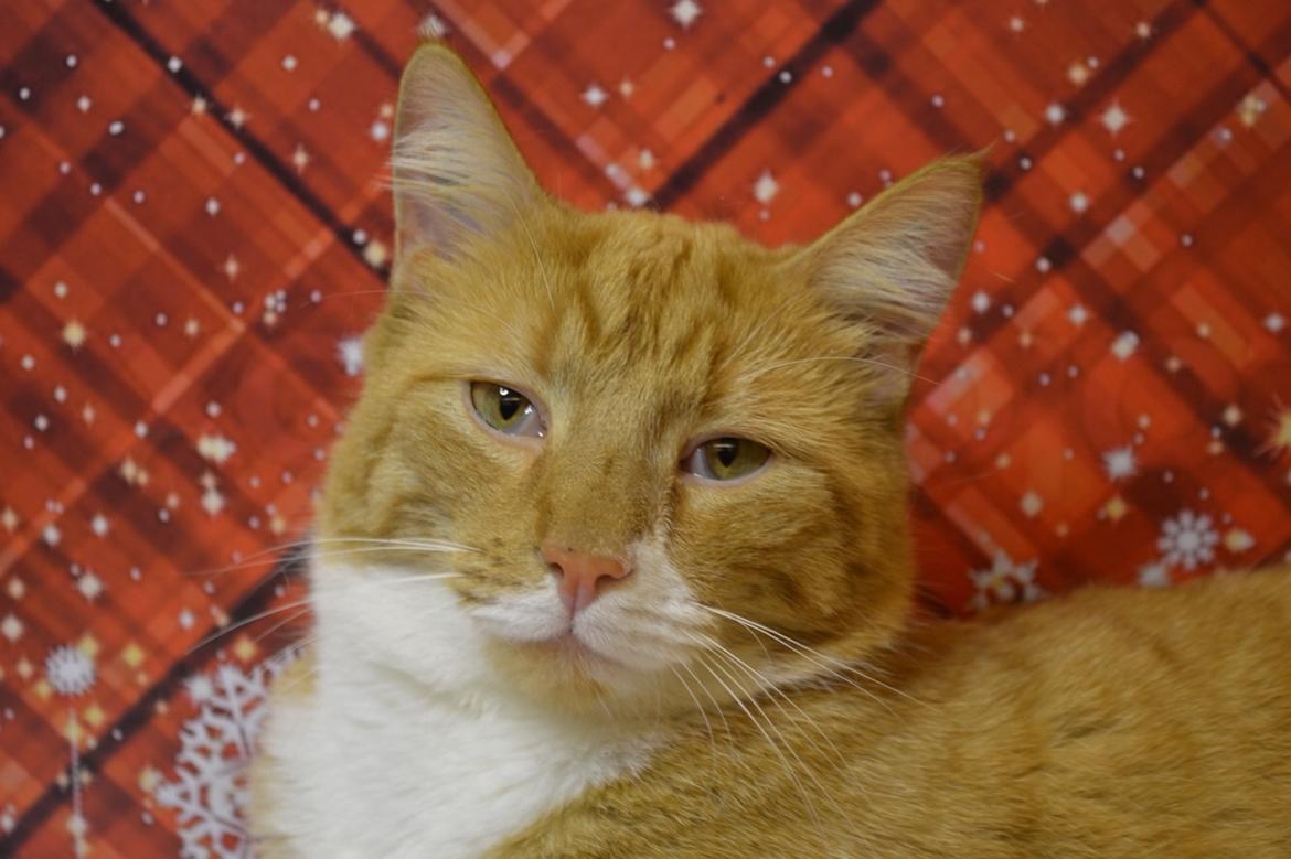 Huskat Bif billede 34