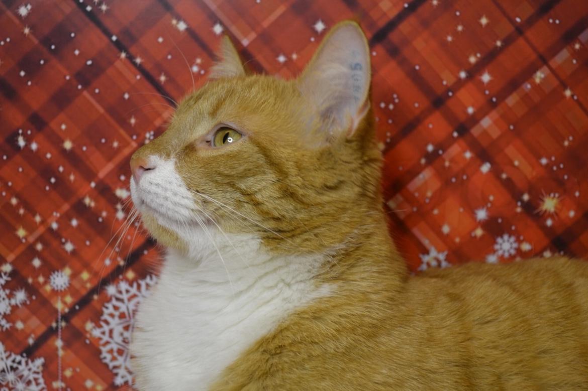 Huskat Bif billede 38