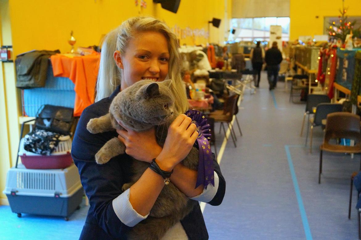 British Shorthair Guddi(Petrines Gurli) - Vorbasse Britteshow mig og Guddi<3 billede 9