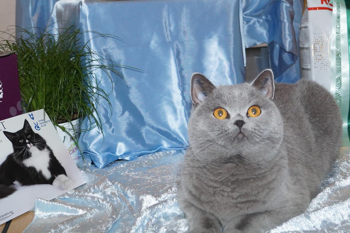 British Shorthair Guddi(Petrines Gurli) billede 6