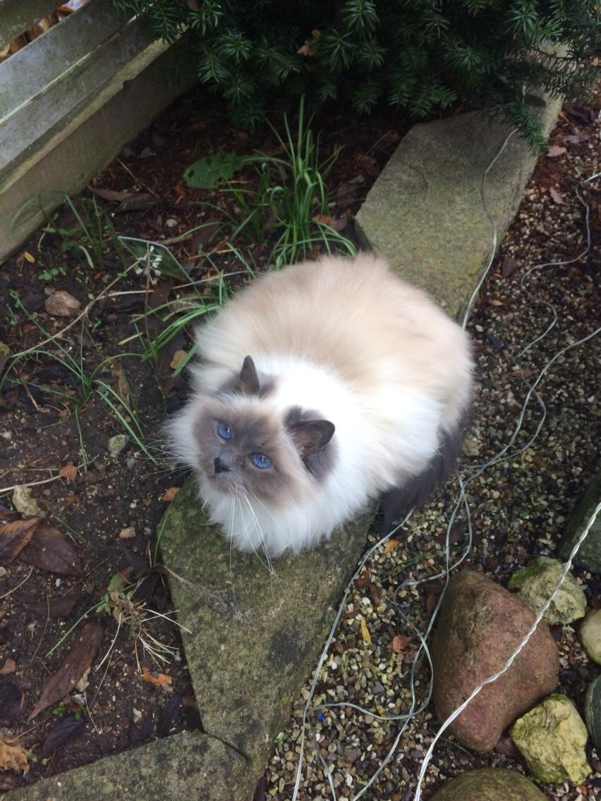 Blanding af racer Tinkerbell, men i daglig tale Tøsen billede 12