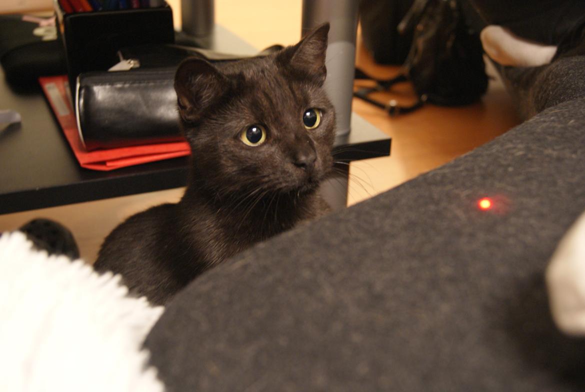 Huskat Bent Miau - UUUUUUUUUH.... En prik...... Jeg må MYRDE den..... billede 5