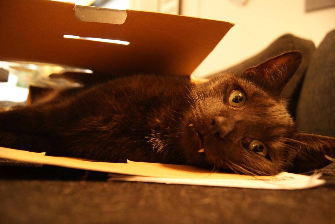 Huskat Bent Miau billede 7