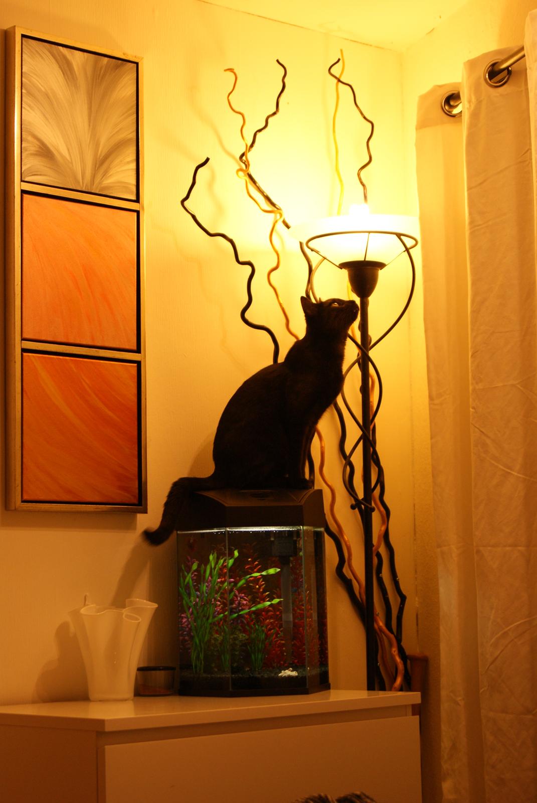 Huskat Bent Miau billede 4