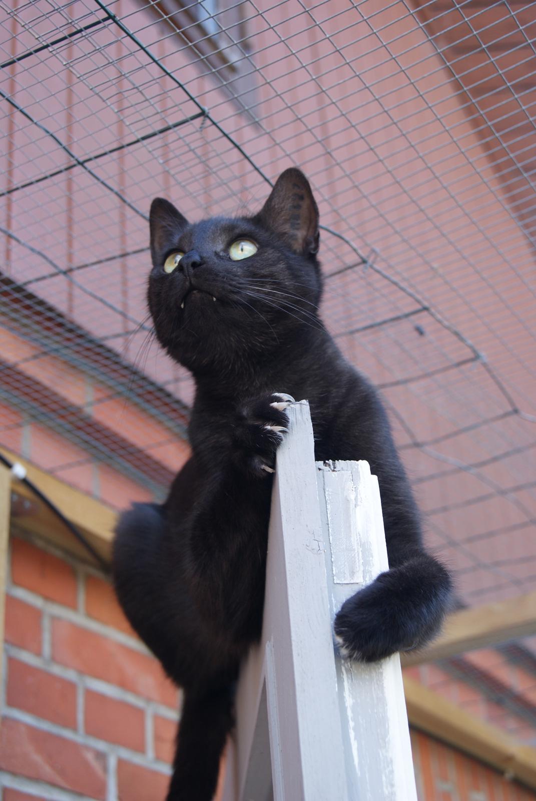 Huskat Bent Miau billede 11