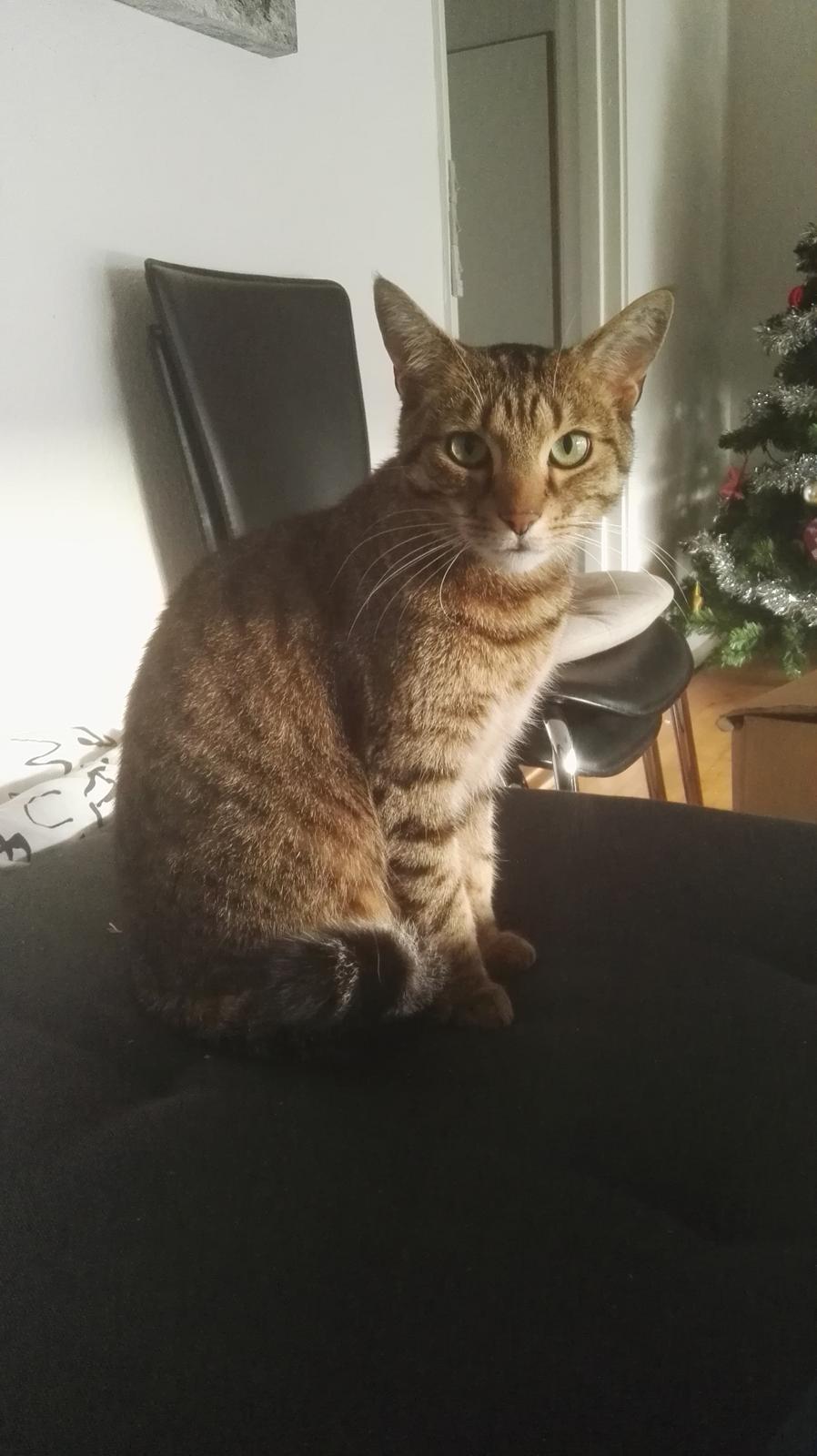 Blanding af racer Eddie R.I.P ;,( billede 3