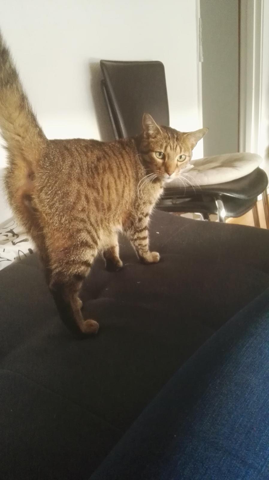 Blanding af racer Eddie R.I.P ;,( billede 4