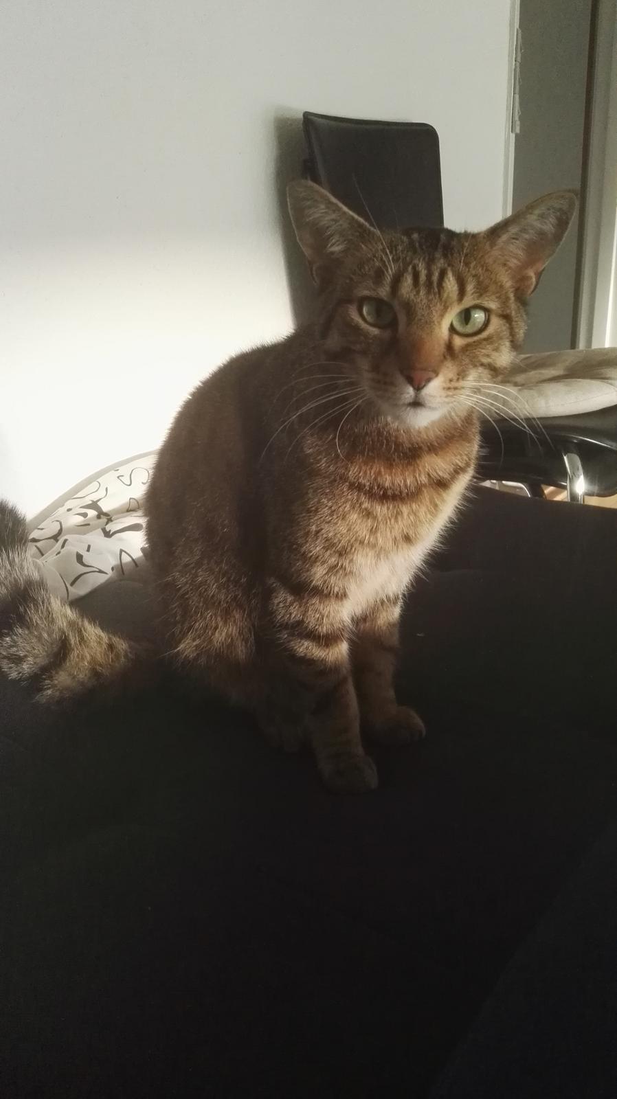 Blanding af racer Eddie R.I.P ;,( billede 6