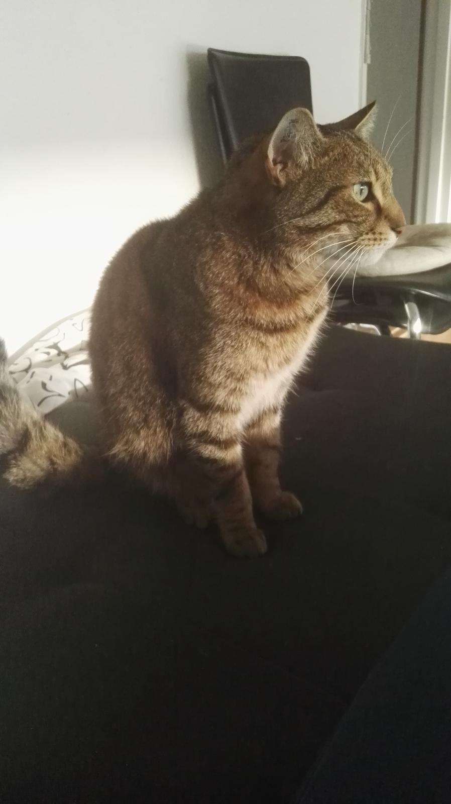 Blanding af racer Eddie R.I.P ;,( billede 5