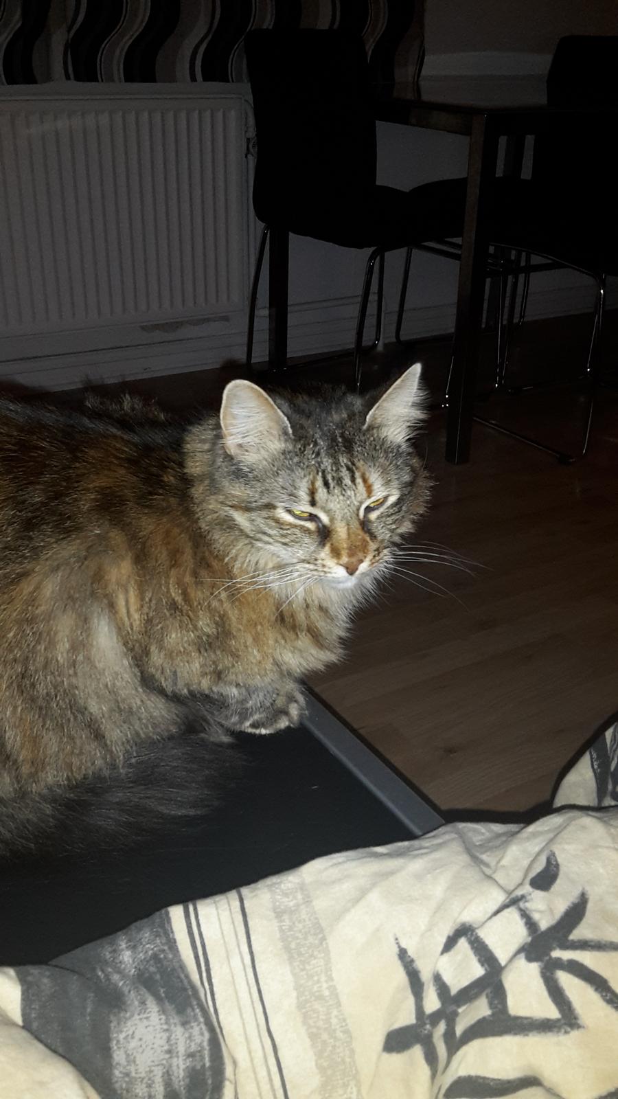 Blanding af racer Olivia billede 17