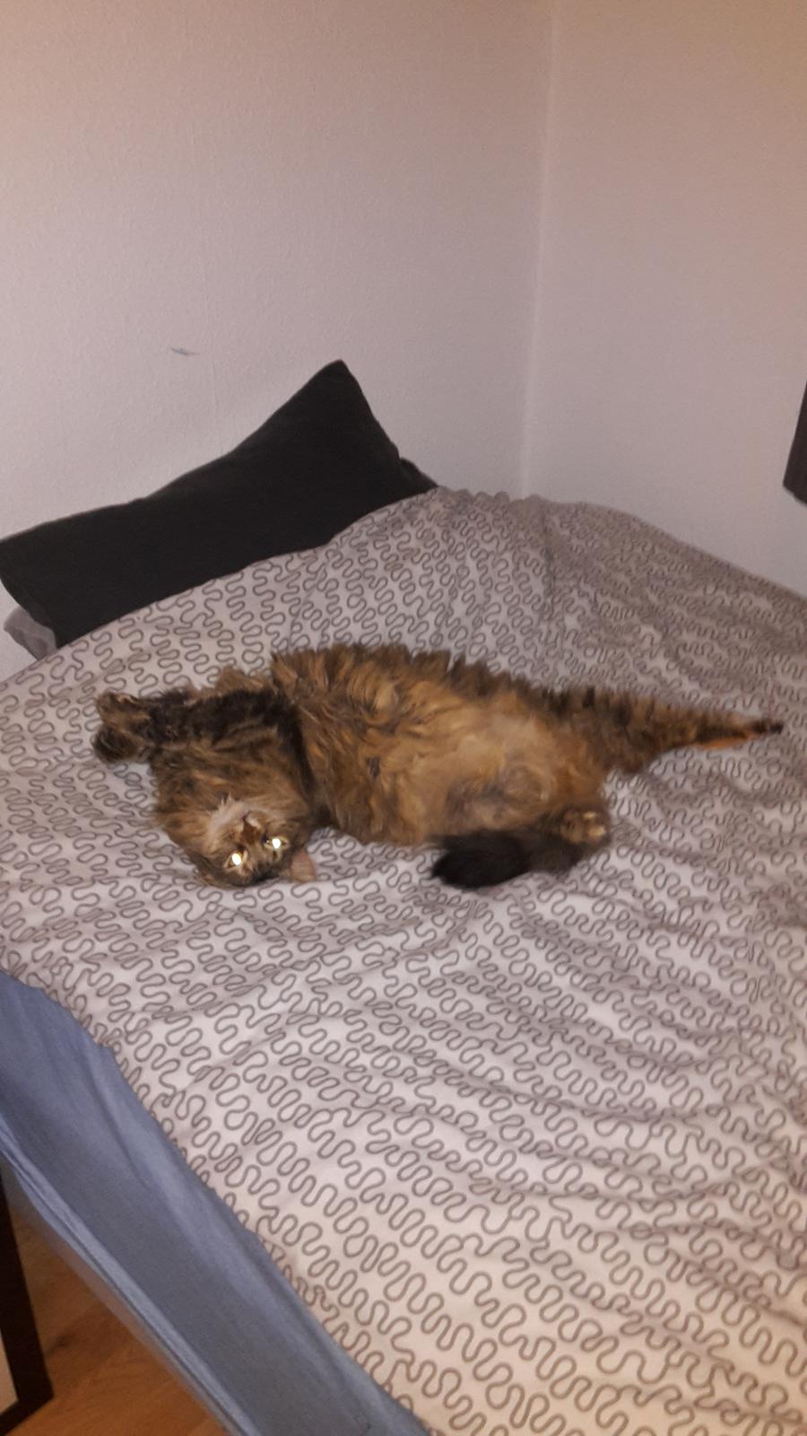 Blanding af racer Olivia billede 18