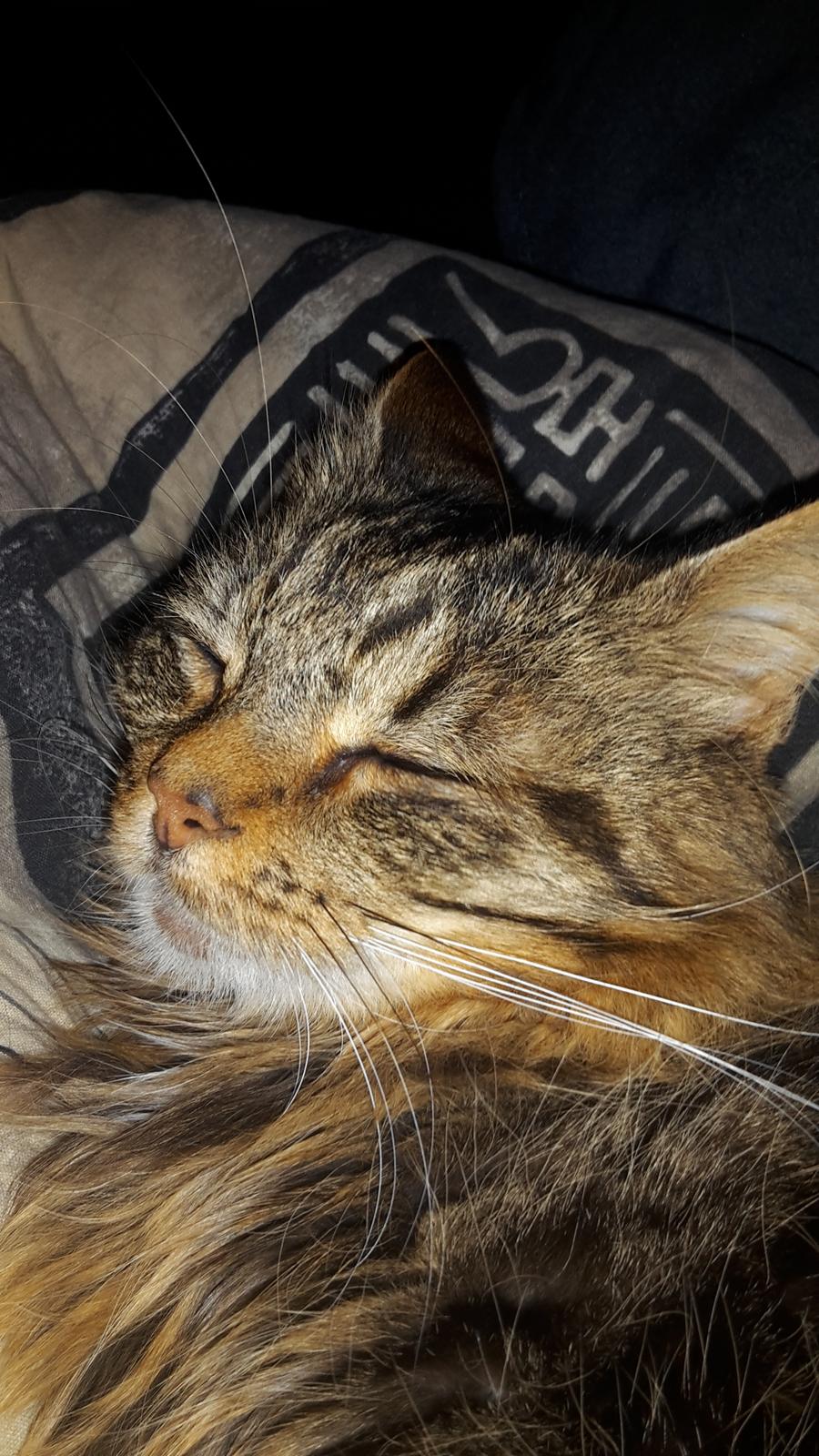 Blanding af racer Felix RIP billede 20