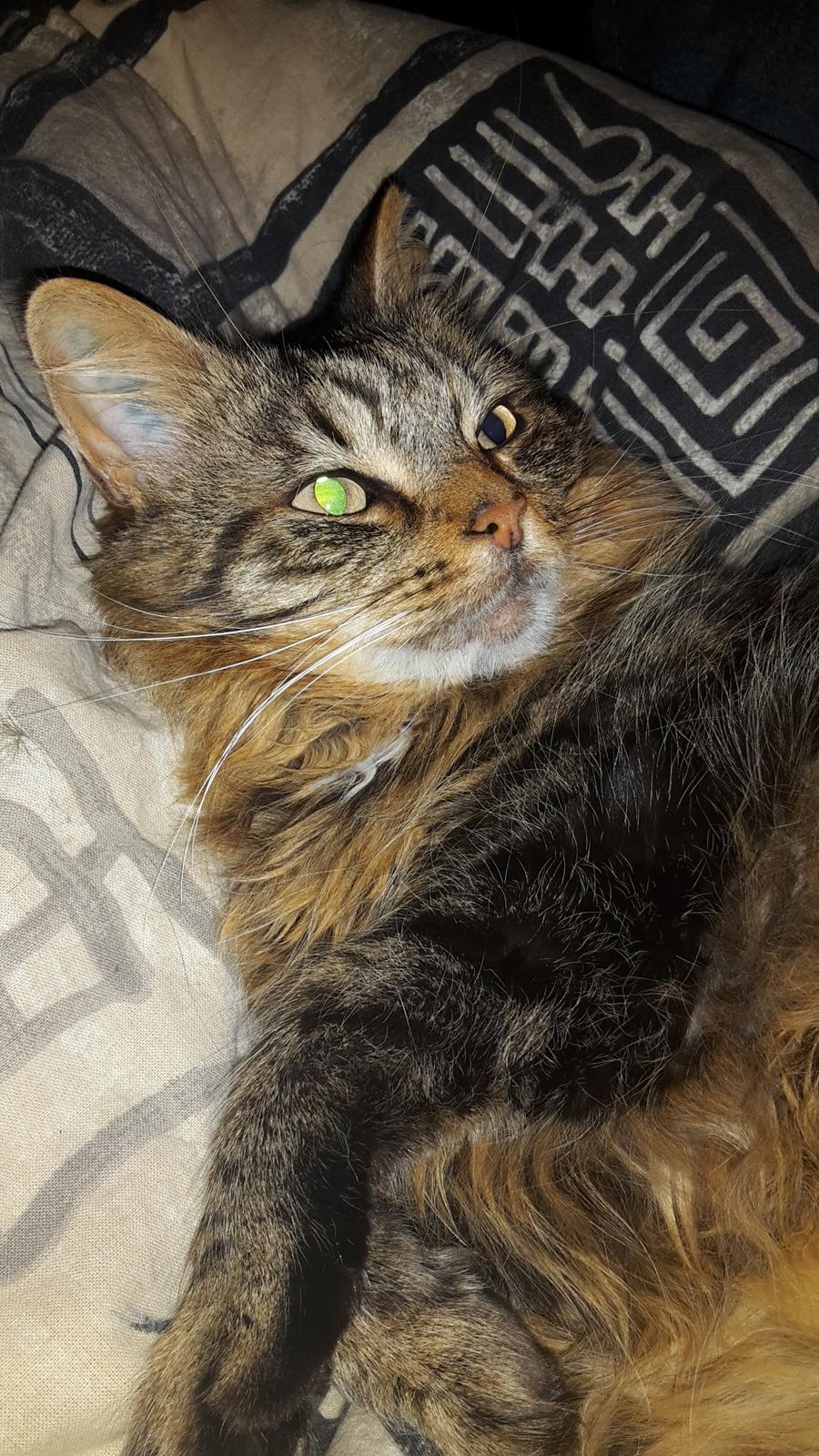 Blanding af racer Felix RIP billede 21