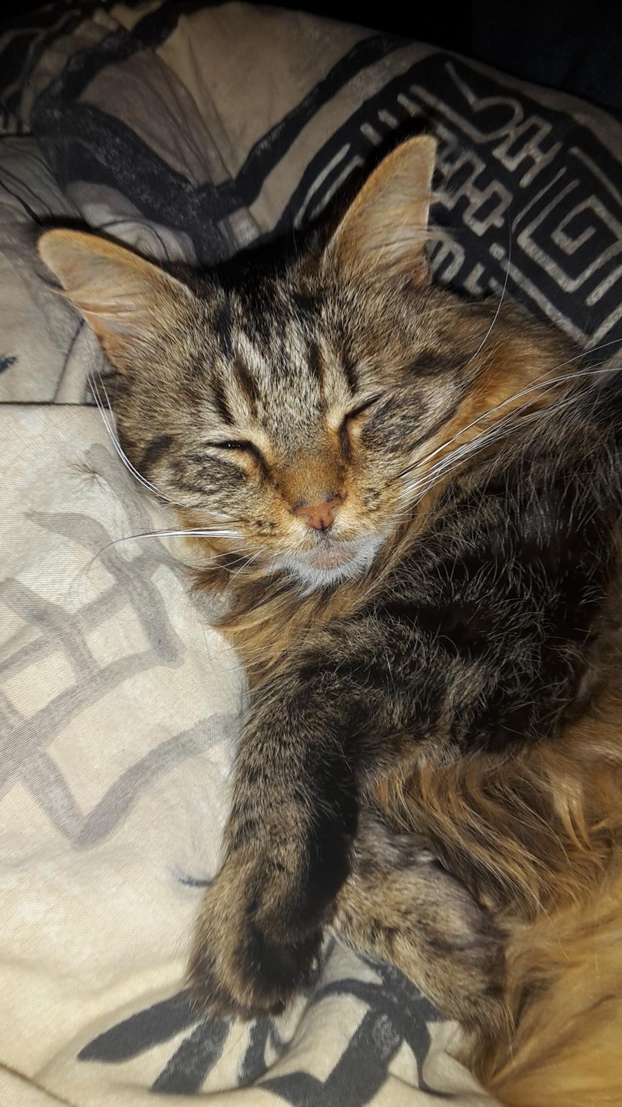 Blanding af racer Felix RIP billede 22