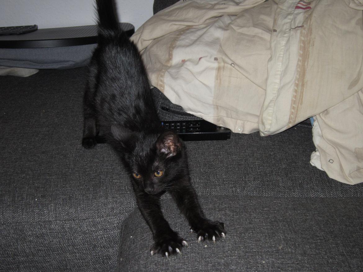 Huskat Fie billede 1