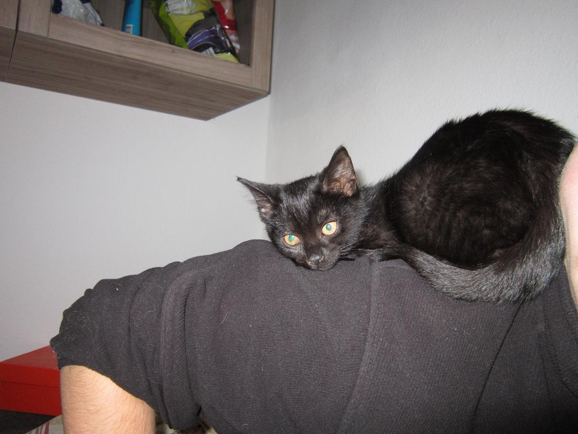 Huskat Fie billede 2