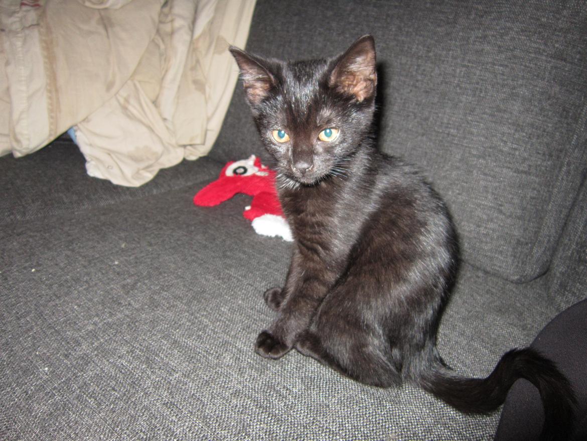 Huskat Fie billede 3