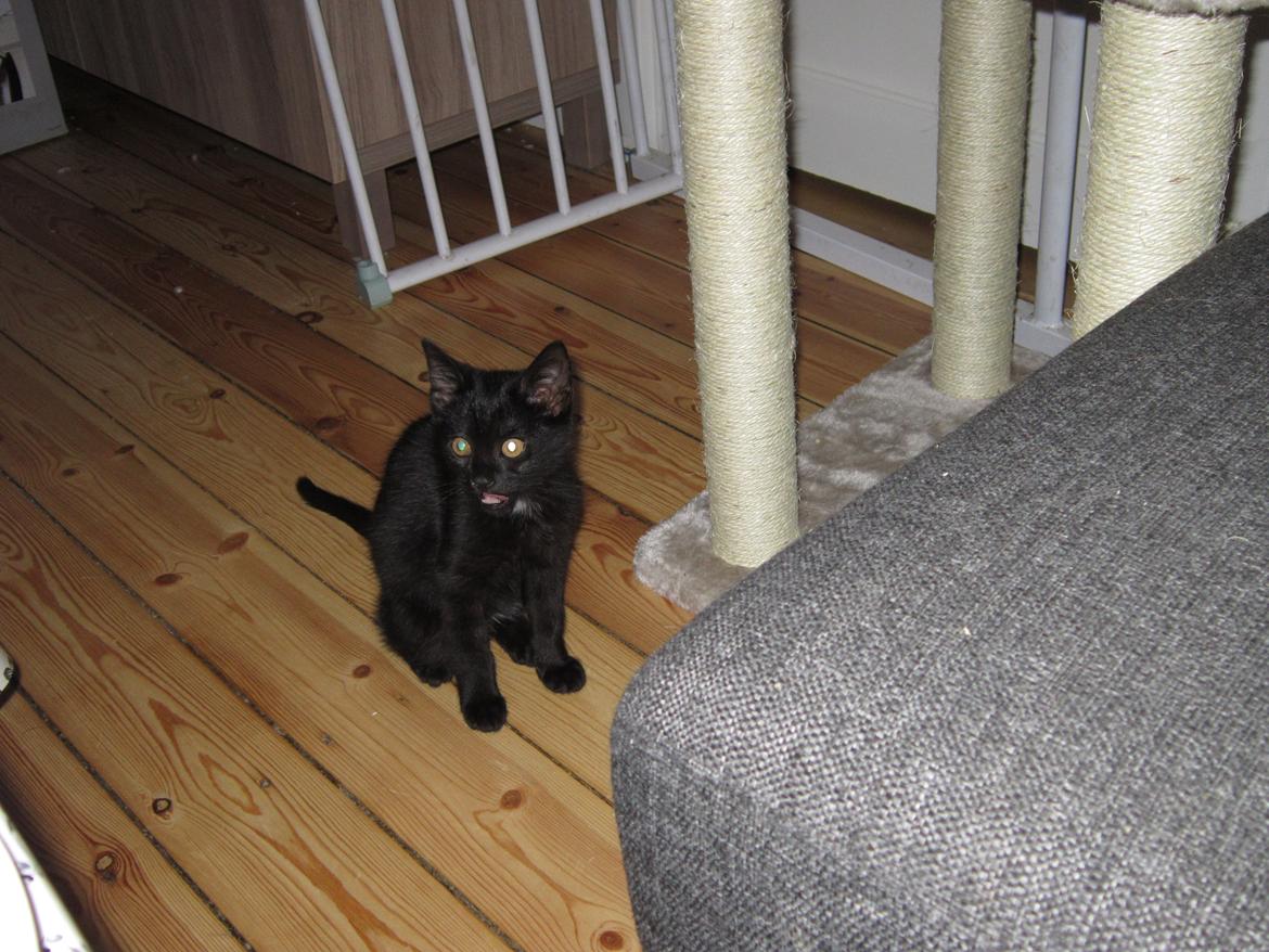 Huskat Fie billede 4