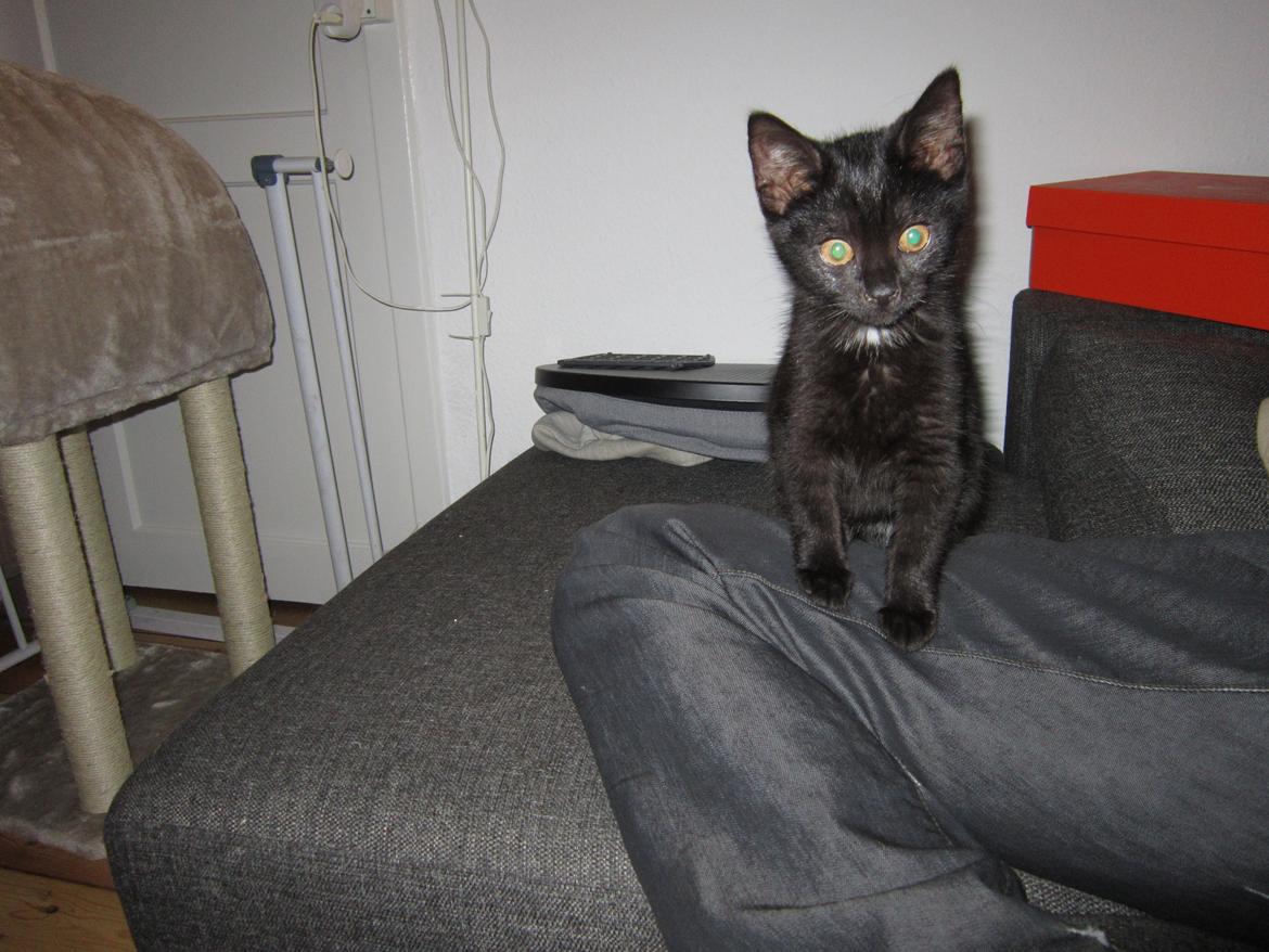 Huskat Fie billede 5