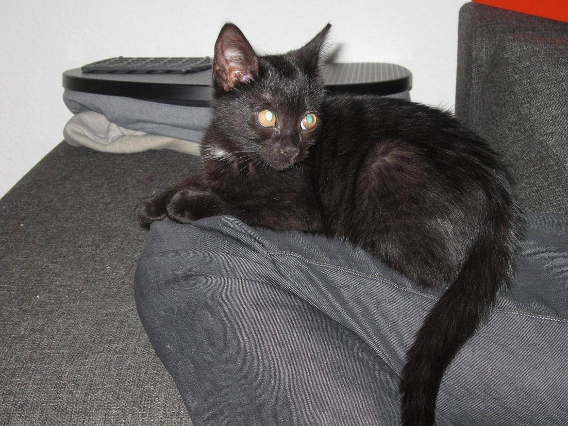 Huskat Fie billede 6