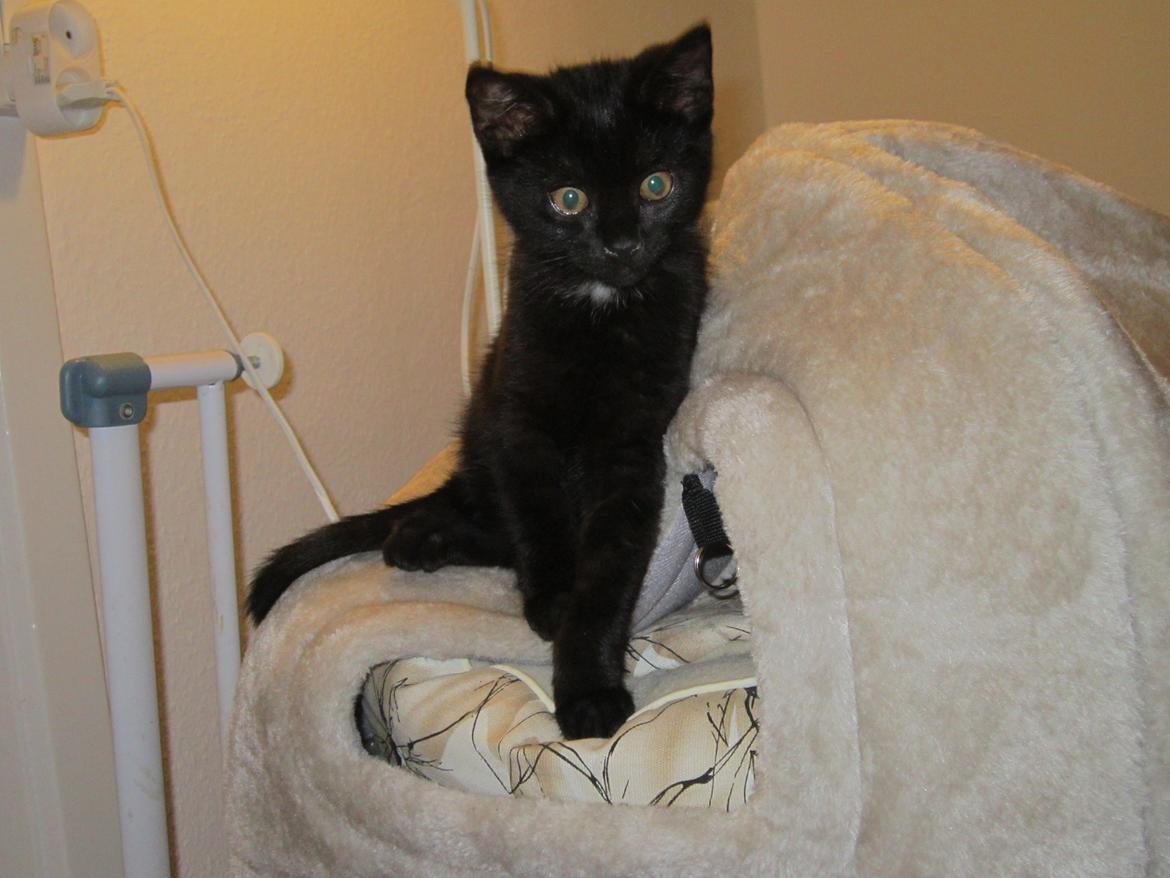 Huskat Fie billede 7