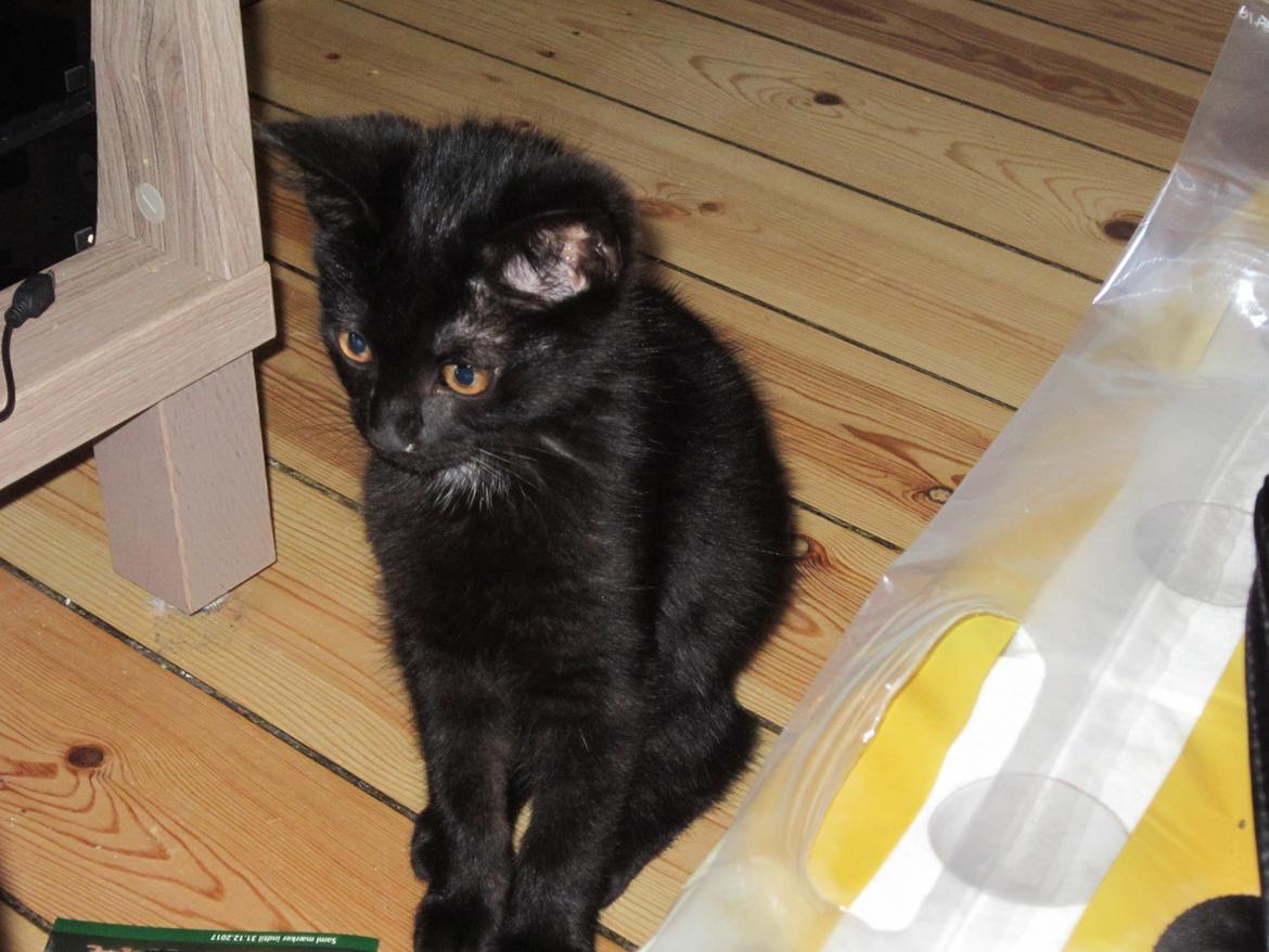 Huskat Fie billede 8