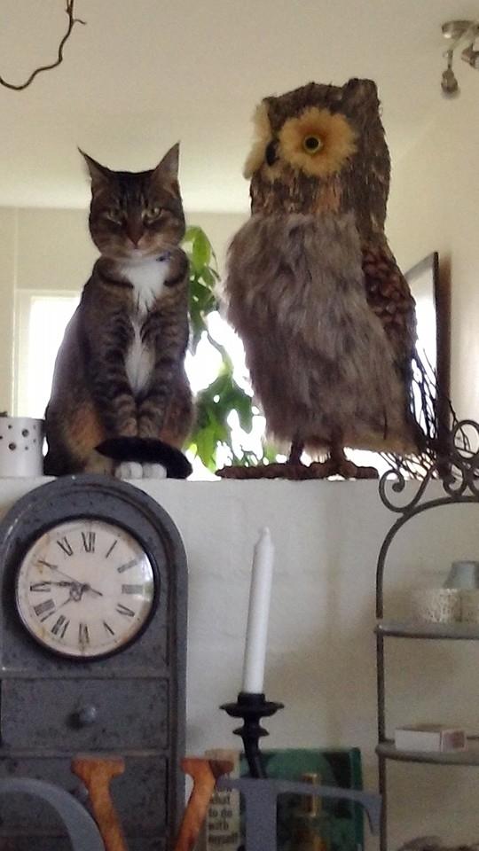 Blanding af racer Casimir (den tredie) billede 2